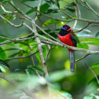 Scarlet-rumped trogon in Borneo.