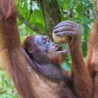 Orangutan in Sepilok Forest Reserve, Borneo