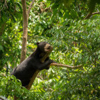 Sun bear in Borneo