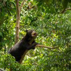 Sun bear in Borneo