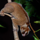 Slow loris in Borneo.