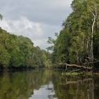 Sungai Menugal tributary of Kinabatangan River in Borneo