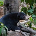 Sunbear in Borneo.