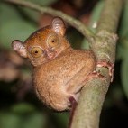 Western tarsier in Borneo.