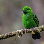 Whitehead's broadbill in Borneo