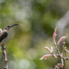 Whitehead's spiderhuter in Borneo