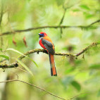 Whitehead's trogon in Borneo