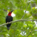 Bornean bristlehead in Borneo