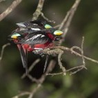 Broadbill in Borneo.