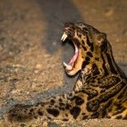 Leopard cat in Borneo.