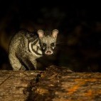 Malay civet in Borneo