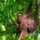 Orangutan in Borneo.