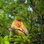 Proboscis monkey in Borneo.