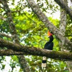 Rhinoceros hornbill in Borneo.