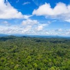 Rainforest canopy in Borneo.