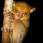 Tarsier in Borneo.