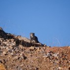 Pallas's cat in Sichuan, China.