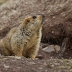 Himalayan marmot in Sichuan, China.