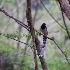 Red-billed blue magpie in Sichuan, China.