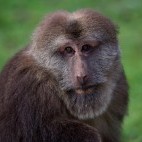 Tibetan macaque in Sichuan, China.