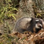 Hog badger in Sichuan, China