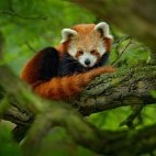 Red panda in Sichuan, China