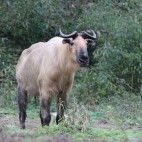Takin in Sichuan, China