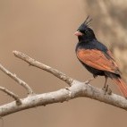 Crested bunting