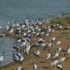 Demoiselle cranes in Gujarat, India.