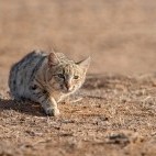 Desert wildcat in Gujarat, India.