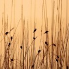Black-breasted weaver in Dudhwa National Park, India