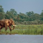 Asian elephant in Dudhwa National Park, India