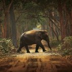 Asian elephant in Dudhwa National Park, India