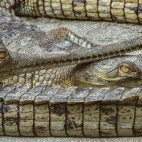 Gharial in Dudhwa National Park, India