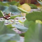 Pheasant tailed jacana in Dudhwa National Park, India