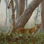 Tiger in Dudhwa National Park, India