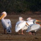 Great white pelicans in Gujarat, India.