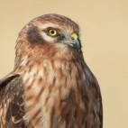 Juvenile Montagu's harrier in Gujarat, India.