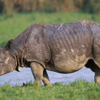 A one-horned rhino in Kaziranga National Park. 