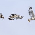 Pied kingfisher in Satpura National Park.