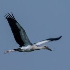 Asian openbill in Sultanpur Bird Sanctuary, India