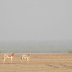 Asiatic wild ass in India.