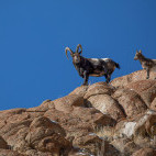Asiatic ibex in India.