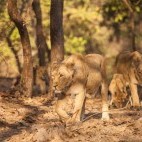 Asiatic lion in Gujarat state, India