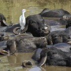 Asiatic water buffalo in Gujarat state, India