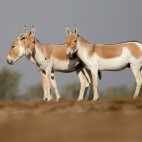 Asiatic wild ass in Gujarat state, India