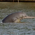 Ganges river dolphin in India