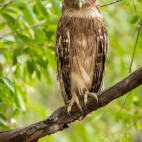 Brown fish owl in Bandhavgarh National Park, India