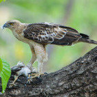 Changeable hawk eagle in Bandhavgarh National Park, India