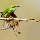 Green bee-eater in Bandhavgarh National Park, India